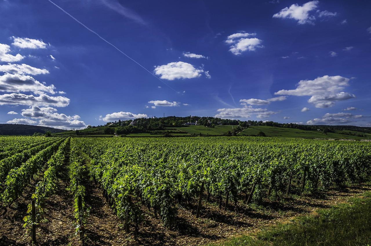 A lush vineyard in the Burgundy region, showcasing rows of meticulously cultivated grapevines under a clear blue sky.